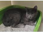 Adopt Dimitri a Gray or Blue Domestic Shorthair (short coat) cat in Geneseo