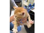 Adopt Sammy a Tan or Fawn Domestic Shorthair / Domestic Shorthair / Mixed cat in