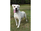 Adopt Rosa a White Boxer / Mixed Breed (Medium) / Mixed (short coat) dog in Park