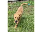 Adopt Dexter a Red/Golden/Orange/Chestnut Shepherd (Unknown Type) / Mixed dog in