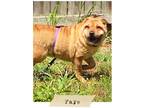 Adopt Faye a Red/Golden/Orange/Chestnut Shar Pei / Mixed dog in Joplin