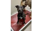Adopt Leiloni 27311 a Black Labrador Retriever dog in Joplin, MO (38406372)