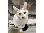 Adopt Fusion a White Domestic Shorthair / Domestic Shorthair / Mixed cat in