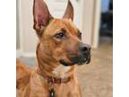 Adopt Cranberry Clementine a Australian Cattle Dog / Blue Heeler