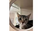 Adopt Puffin a Brown or Chocolate Domestic Shorthair / Domestic Shorthair /