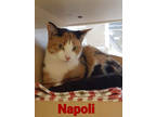 Adopt Napoli (bonded to Venice) a Orange or Red Domestic Shorthair / Domestic
