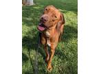 Adopt Bruner a Red/Golden/Orange/Chestnut Vizsla / Mixed dog in Springfield