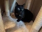 Adopt Sheena a Domestic Short Hair, Manx