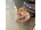 Adopt Lily a Brown or Chocolate Hamster / Mixed small animal in Windsor