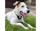Adopt Timmy a White - with Tan, Yellow or Fawn Labrador Retriever / Mixed dog in