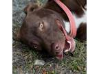 Adopt Gin a Brown/Chocolate Labrador Retriever / Mixed dog in QUINCY