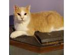 Adopt Sarai a Tan or Fawn Tabby Domestic Shorthair / Mixed cat in Rochester