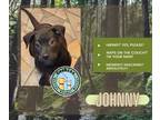 Adopt Johnny a Black - with White Labrador Retriever / Labrador Retriever /
