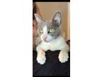 Adopt Macie a Gray or Blue Domestic Shorthair / Domestic Shorthair / Mixed cat