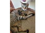 Adopt Serenity 3 a Domestic Short Hair, Abyssinian