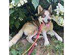 Adopt Ohana a Siberian Husky / Mixed Breed (Large) / Mixed dog in Aldie