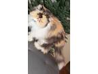 Adopt Sheba 4 a Persian, Calico