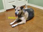 Adopt Dallas a German Shepherd Dog