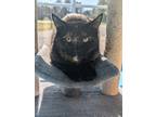 Adopt Sweetie a Domestic Shorthair / Mixed (short coat) cat in Glenfield