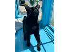 Adopt Richard a Domestic Shorthair / Mixed (short coat) cat in Glenfield
