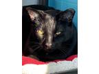 Adopt Richard a Domestic Shorthair / Mixed (short coat) cat in Glenfield