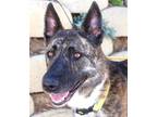 Adopt Hadley a Brindle - with White Shepherd (Unknown Type) / Mixed dog in