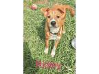 Adopt Ridley a Retriever, Catahoula Leopard Dog