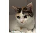 Adopt Robin a White Domestic Shorthair / Domestic Shorthair / Mixed cat in