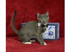 Adopt Celeste a Domestic Longhair / Mixed (long coat) cat in Roanoke