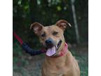 Adopt Louie a Staffordshire Bull Terrier / Mixed Breed (Medium) / Mixed dog in