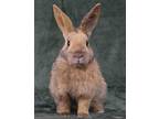 Adopt Reba a Other/Unknown / Mixed (short coat) rabbit in Scotts Valley