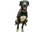 Adopt Peppa a Mixed Breed (Medium) / Mixed dog in Sylvania, GA (38267243)