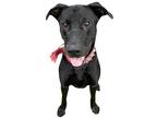 Adopt Cappy a Black - with White Affenpinscher / Mixed dog in Sylvania
