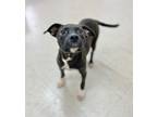 Adopt Nosy a American Pit Bull Terrier / Mixed Breed (Medium) / Mixed dog in