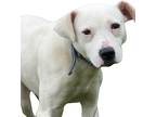 Adopt Toadie a Mixed Breed (Medium) / Mixed dog in Sylvania, GA (38313115)