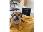 Adopt Shilo a Tan/Yellow/Fawn Pug / Beagle / Mixed dog in Brights Grove