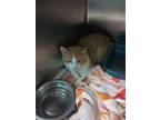 Adopt Mr Orange a Domestic Shorthair / Mixed (short coat) cat in Henderson