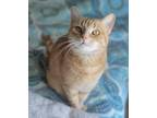 Adopt Ginger a Domestic Shorthair / Mixed (short coat) cat in Decatur