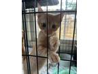 Adopt Toe a Orange or Red (Mostly) Domestic Shorthair (short coat) cat in