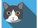 Adopt Jill CHS1 a Domestic Shorthair (long coat) cat in Acworth, GA (38293853)