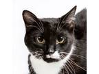 Adopt Arik a All Black Domestic Shorthair / Domestic Shorthair / Mixed cat in