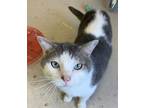 Adopt Dexter a Domestic Shorthair / Mixed (short coat) cat in Portland