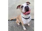 Adopt Beau a American Pit Bull Terrier / Mixed dog in Maumelle, AR (38395034)