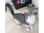 Adopt Mama Carol a Domestic Mediumhair / Mixed (short coat) cat in Brigham City