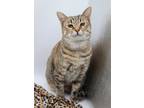 Adopt Toffee VI a Brown or Chocolate (Mostly) Domestic Shorthair / Mixed cat in