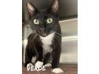 Adopt Verde a Black & White or Tuxedo Domestic Shorthair / Mixed (short coat)