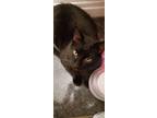 Adopt Okus a All Black Domestic Shorthair / Mixed cat in Wheaton, IL (35724065)