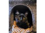 Adopt Nero a Black & White or Tuxedo Domestic Mediumhair / Mixed (long coat) cat