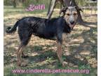 Adopt Kulfi a Black - with Tan, Yellow or Fawn Schnauzer (Miniature) / Terrier