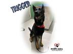 Adopt Trigger (Courtesy Post) a Black - with Brown, Red, Golden